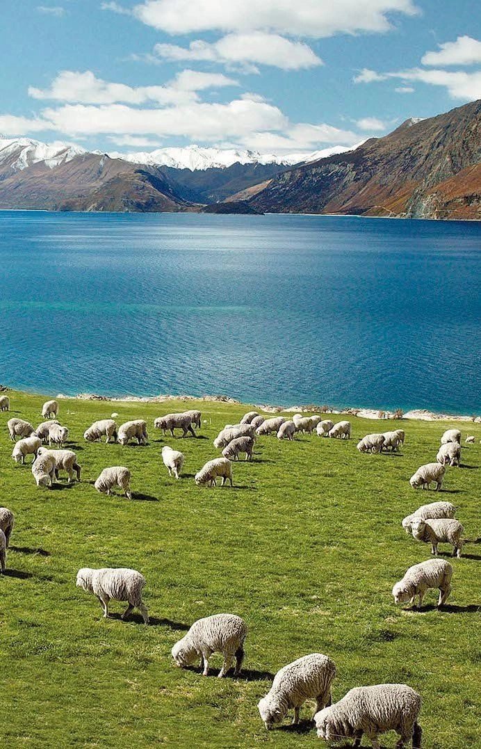 Sheep grazing on a green slope above a blue lake